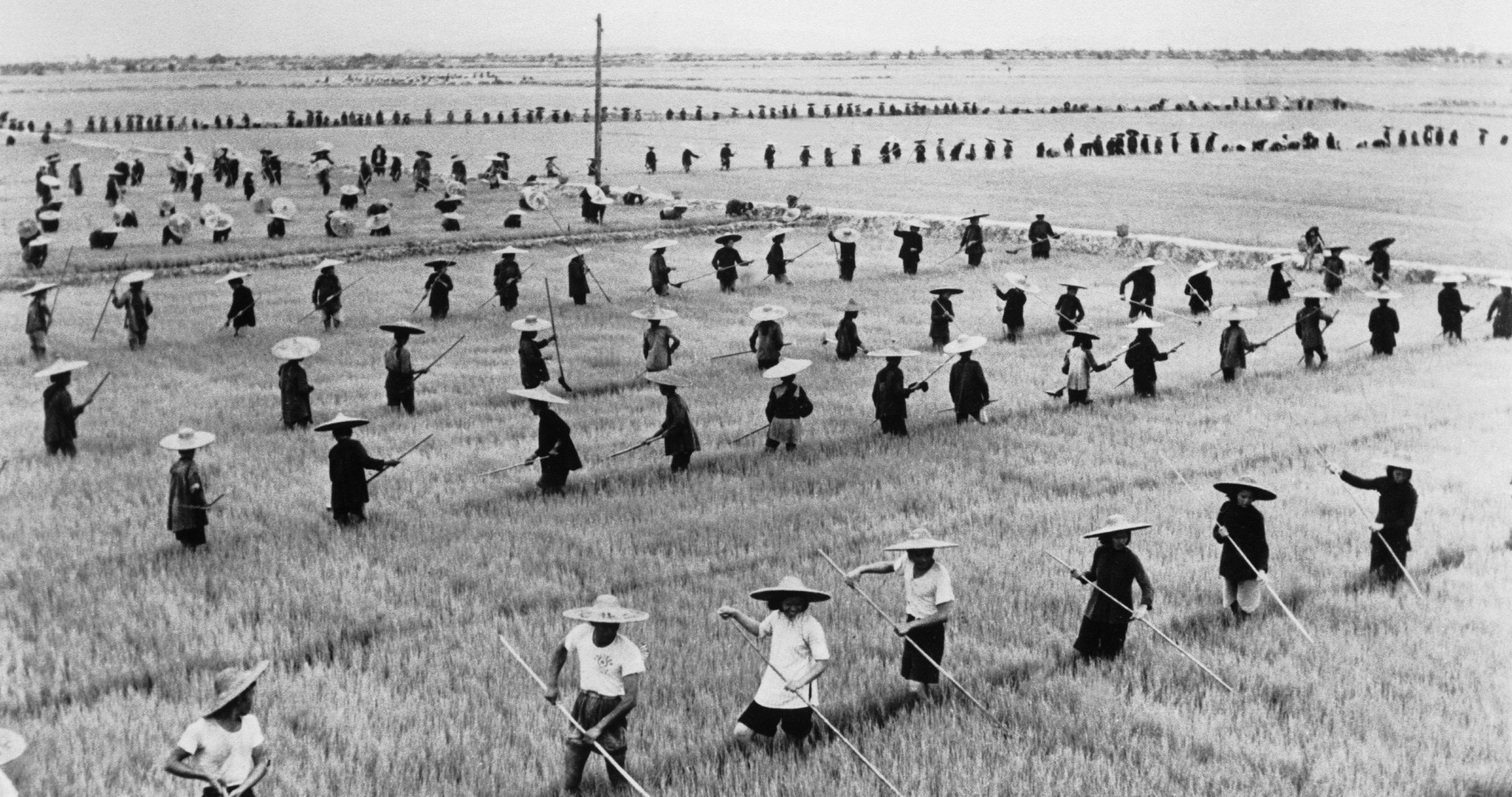 A rice field in what is now Guangdong Province, 1958