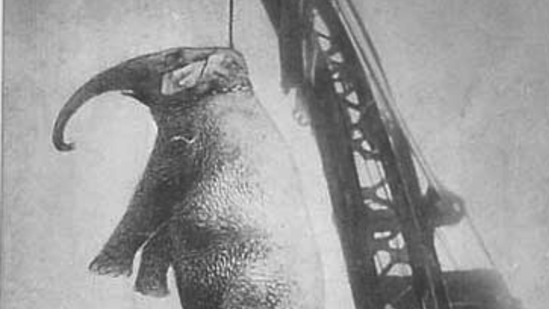 Murderous Mary The Elephant Is Hanged