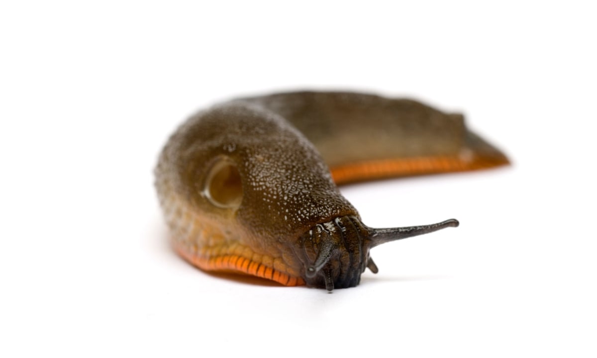 Vintage News Invading Slugs Keep Japanese Residents Awake At Night With Creepy Feeling